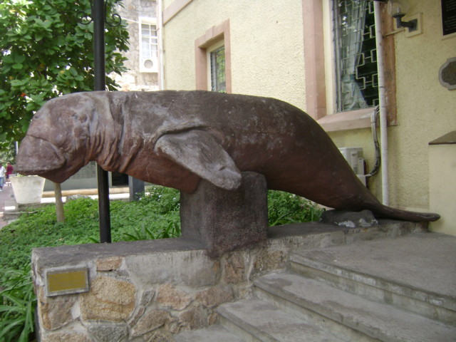e_dugong.JPG
